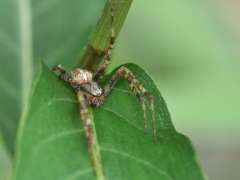 Araneus diadematus